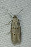 Symmocoides oxybiella