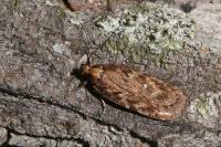 Depressaria albipunctella
