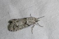 Diurnea fagella