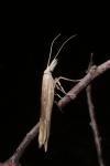 Ypsolopha mucronella