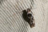 Carpatolechia decorella