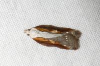 Acleris cristana