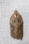 Acleris hastiana