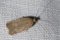 Agonopterix rotundella