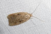 Agonopterix yeatiana