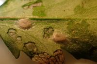 Bucculatrix nigricomella