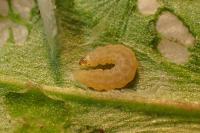 Bucculatrix nigricomella