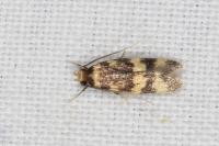 Oegoconia