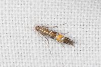 Cosmopterix scribaiella
