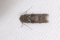 Blastobasis glandulella