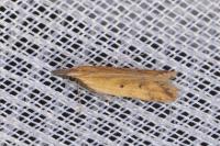 Dichomeris acuminata