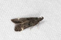 Dichomeris alacella
