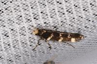 Eteobalea