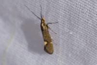 Esperia sulphurella