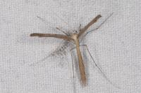 Agdistis