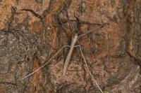 Agdistis