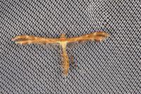 Oxyptilus