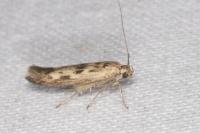 Scythris limbella