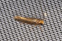 Monopis imella
