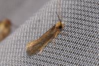 Monopis imella