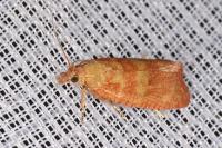 Celypha