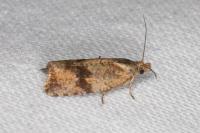 Celypha striana