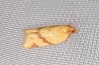 Clepsis pallidana