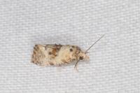 Neocochylis molliculana