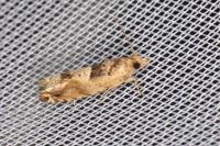 Crocidosema plebejana