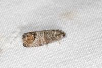Cydia pomonella