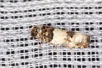 Epinotia thapsiana