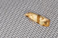 Phalonidia contractana