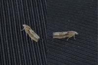 Eucosma gr. cana
