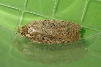 Agonopterix scopariella