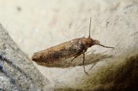 Ypsolopha ustella