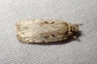 Agonopterix ocellana