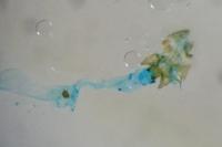 Acleris cristana