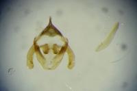 Rebelia plumella surientella