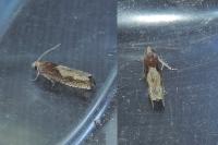 Eucosma