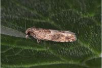 Crocidosema plebejana
