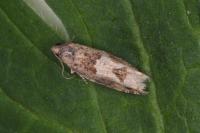 Crocidosema plebejana