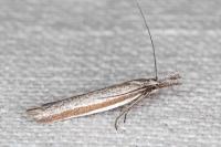 Pleurota ericella