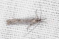 Pleurota ericella