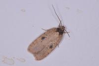 Agonopterix subpropinquella