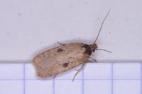 Agonopterix subpropinquella