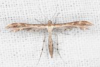 Oxyptilus