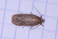 Depressaria