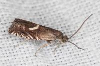Grapholita lunulana