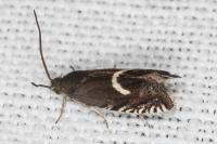 Grapholita lunulana