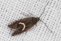 Grapholita lunulana